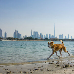 Toronto to Dubai (via London)