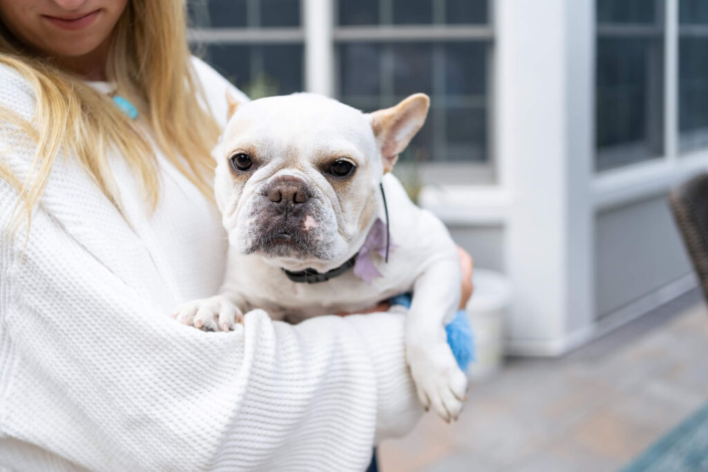 Snub-Nosed French Bull Dog