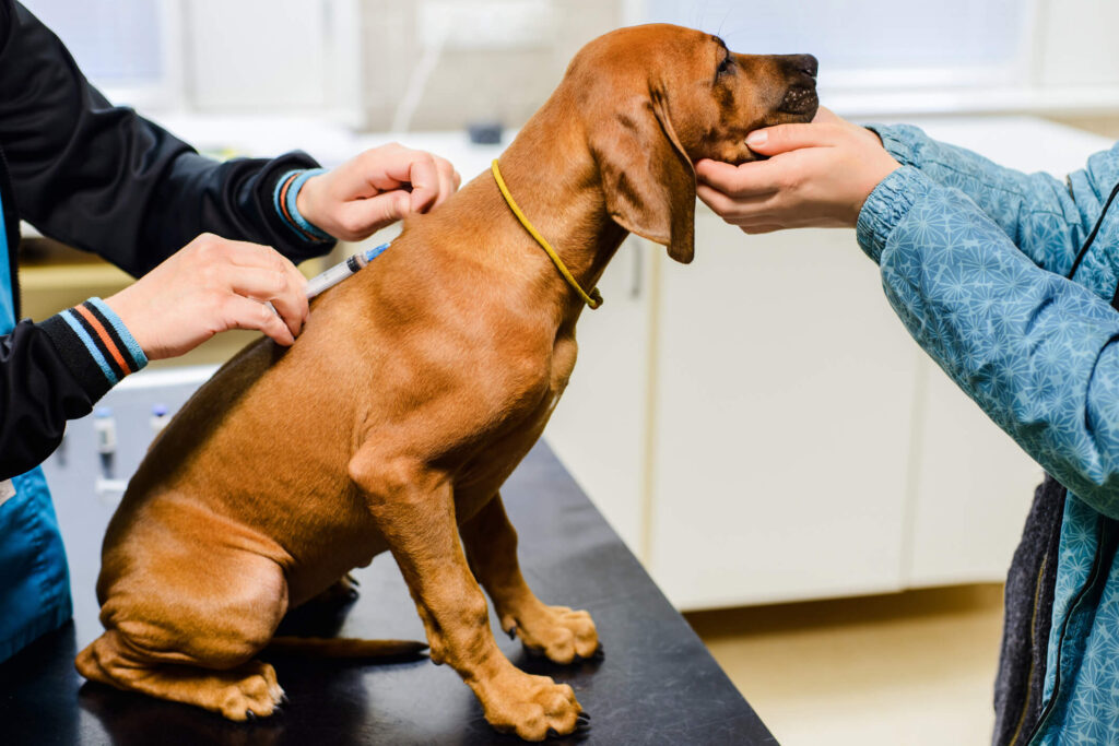 UK Rabies Import Requirements Are Changing: What Pet Owners Need to Know (Effective December 1)