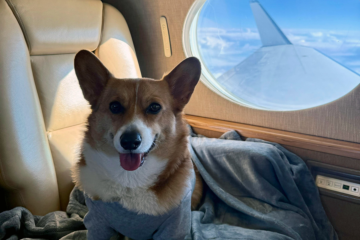 Fly with your dog in the cabin